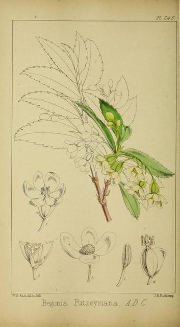 B. putzeysiana
